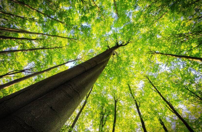 2026 Asia Fixed Income Outlook 2026 Asia Fixed Income Outlook: Tested Again. Resilient Again.