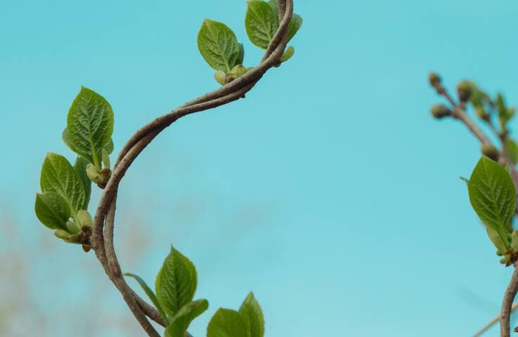 Private Credit vs Broadly Syndicated Private Credit vs. Broadly Syndicated Loans: Not a Zero-Sum Game